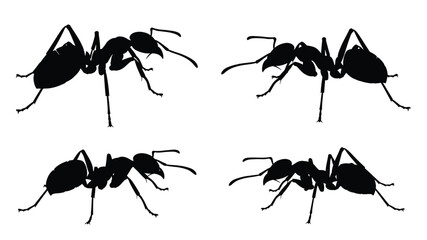 Four ants in various poses depicted as a striking black silhouette © MdMosharef