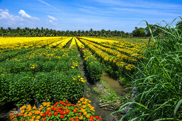 A rural landscape with fields of flowers in bloom during the New Year in My Phong, Tien Giang province, Vietnam.