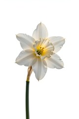 Obraz premium Single White Narcissus Flower on Clean Background