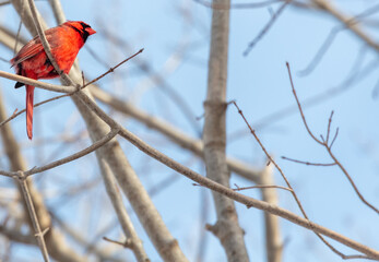 Low angle view of beautiful male cardinal perched in early spring forest