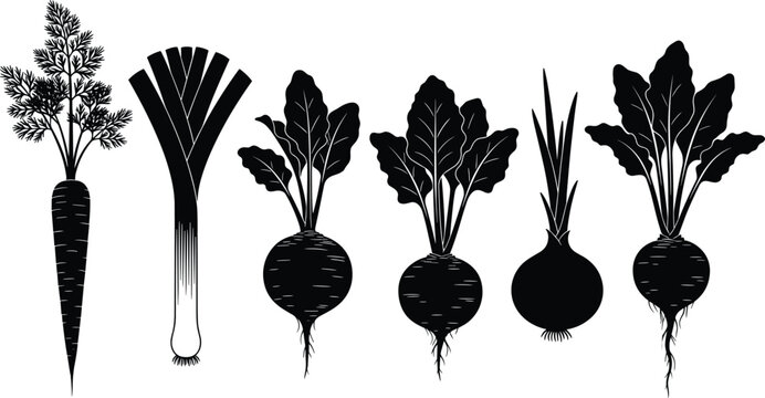 Black silhouette collection of different root vegetables including carrot leek beet onion and radish isolated on white background for healthy food concepts