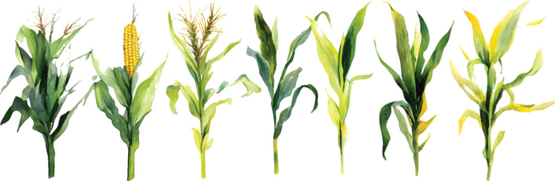 Watercolor illustration of several different types of corn stalks on a transparent background