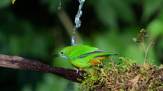 Orange-bellied Leafbird Bathing Under Flowing Water on Mossy Branch