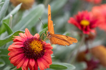 Obraz premium Orange butterfly landing on a colorful wild flower
