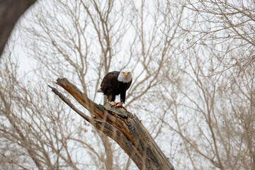 Adult bald eagle on a tree branch