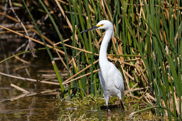 Great egret standing in the reeds of a pond