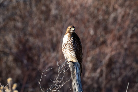 Red tailed hawk on a post looking for food