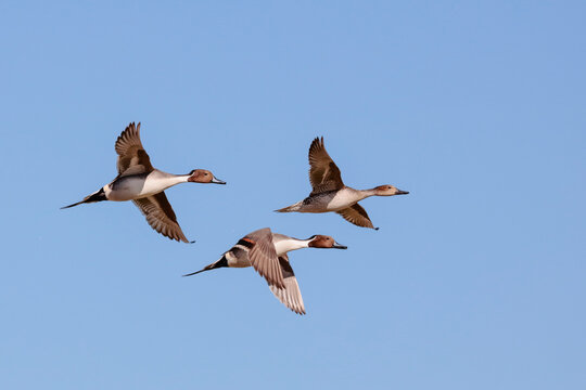 North American Pin-Tailed ducks in flight