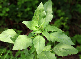 In nature, weeds grow Amaranthus retroflexus