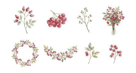 Watercolor rosehip and berries botanical illustrations set.