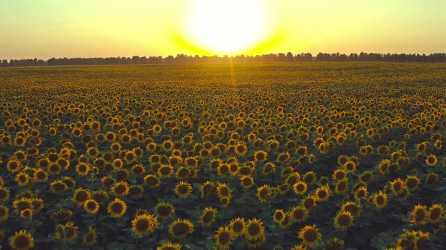 Aerial Cinematic clip: Drone flying over a sunflowers field during sunset. Drone flies over agriculture sunflowers field . Beautiful summer landscape of a sunflowers field. Blooming sunflowers.
