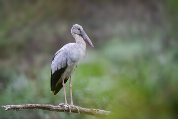 Obraz premium A group of Asian Openbill storks (Anastomus oscitans) perched on fallen tree branches near a wetland area. The large wading birds display pale grey plumage, black wings, long pink legs, and distinctiv