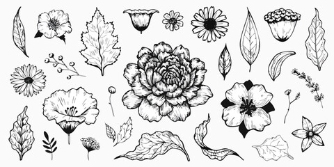 Diverse collection of hand-drawn floral elements in black and white featuring various flowers leaves and berries ideal for botanical designs © SaHeD