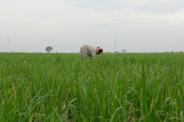 A farmer is clearing weeds from a rice field.