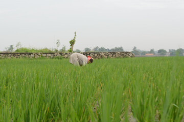 A farmer is clearing weeds from a rice field.