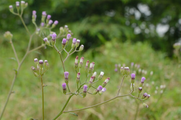 The weed plant Cyanthillium cinereum or Vernonia cinerea