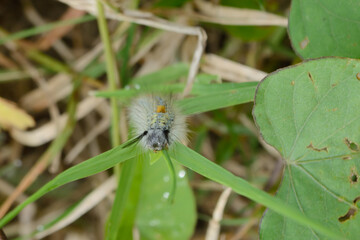 Hairy caterpillars in the wild