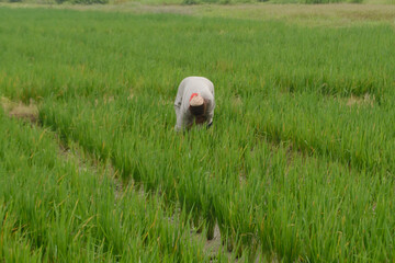 A farmer is clearing weeds from a rice field.