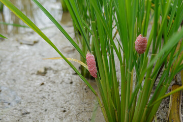 Snail pests in rice fields