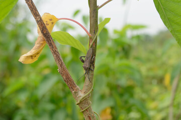 Notobitus meleagris or coreidae insects