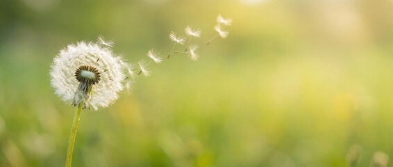 Dandelion seeds floating away natural garden setting macro photography soft focus background tranquil viewpoint symbolizing change and freedom in nature