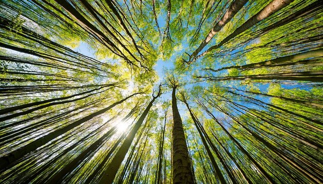 impressive trees in the forest fresh green spring time bottom view