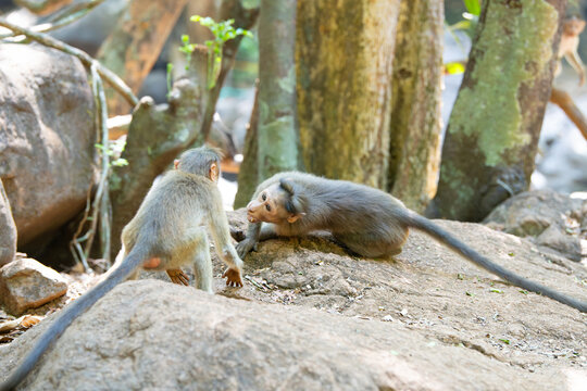 Barbary macaque ape, rhesus monkey territorial fight, male attacks baby, wildlife of Goa India, jungle and rainforest animal 