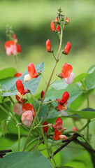 Common bean (Phaseolus vulgaris) is blooming in the garden