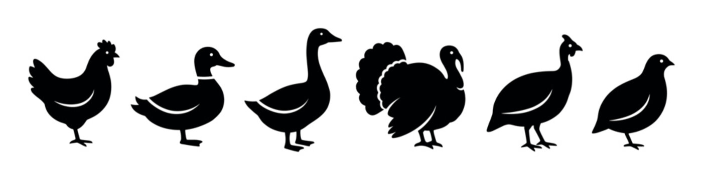 Set of six black farm bird silhouettes including a chicken, duck, goose, turkey, guineafowl, and quail presented in a row as a simple graphic icon collection