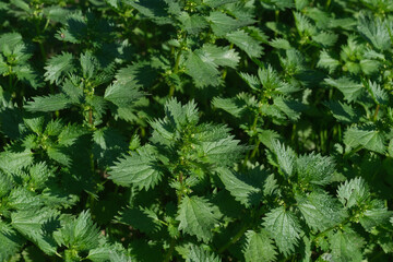 Fototapeta premium In the wild, stinging nettle grows (Urtica urens)