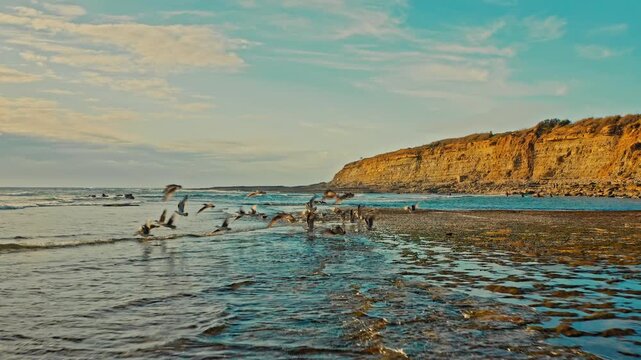 SLOW MOTION: Seagulls take off from the water surface. Beautiful  rocky ocean  shore with flying birds during sunset.  Flock of birds takes off from the ocean coast. Cinematic look.