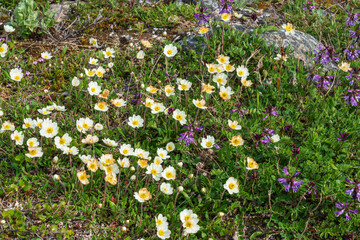 Arctic wildflowers.
Mountain avens (Dryas octopetala)

