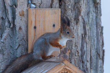 squirrel on a wooden fence