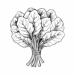 Fresh Spinach Image vector Isolated on White Background