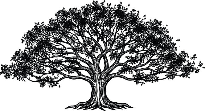 Detailed silhouette illustration of a large tree with wide canopy, branching roots, dense foliage, symbolizing growth, life, nature, ecology, and artistic botanical design.