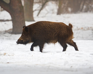 DZIK - BOAR © Grzegorz