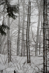Fototapeta premium A vertical view of a misty beech forest in winter, with dark tree trunks partially covered in patches of white snow and hoarfrost against a foggy background.