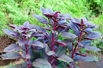 Red Garnet Amaranth (Amaranthus cruentus)
