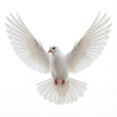 Fototapeta premium White Pigeon in Midair with Wings Spread Wide Isolated on White Background, Symbol of Peace and Freedom, High Key Studio Image