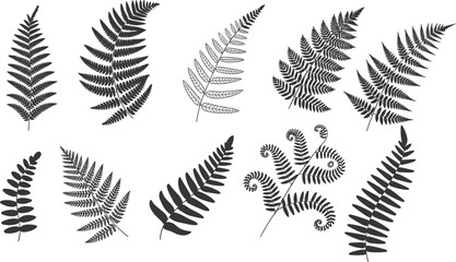 Various black and white fern leaf with different shapes and patterns leaves plant nature © Frd Art