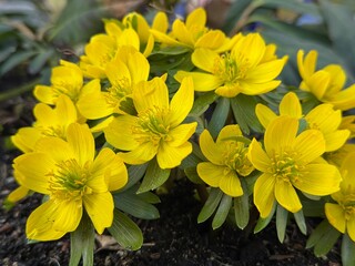 Winterlinge in Sonnenschein 