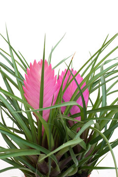 tillantia