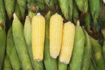 Many fresh yellow corn ears as background	