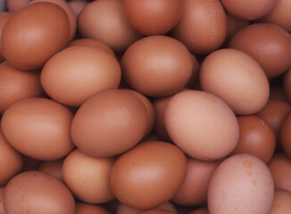 Many brown chicken eggs as background