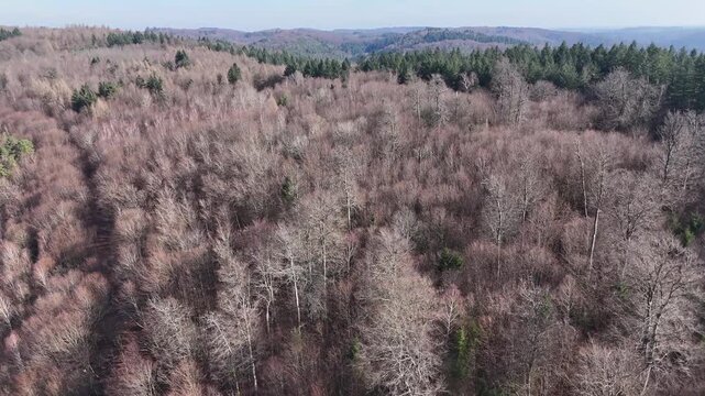 Aerial View of Leafless Winter Forest Landscape