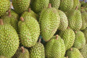Many fresh durian fruits closeup as background.