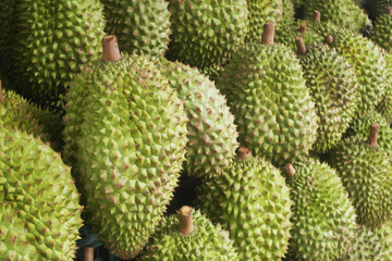 Many fresh durian fruits closeup as background.
