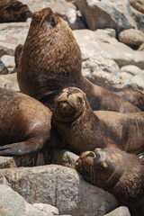 Group of South American Sea Lions Resting on Coastal Rocks with Copy Space