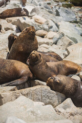 Fototapeta premium Group of South American Sea Lions Basking on Coastal Rocks with Copy Space