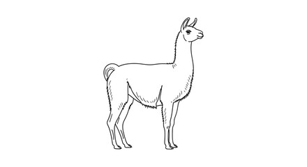 Obraz premium Detailed Line Art Illustration of a Llama Standing Gracefully.